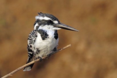 Pied_kingfisher_(Ceryle_rudis_leucomelanurus)_female
